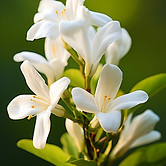 uma-linda-flor-na-natureza.jpg