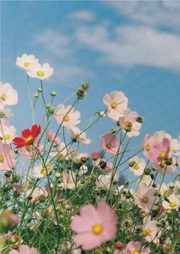 Mayflowers.jpg