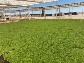 Roka hemp clones