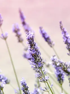 Flores de Lavanda