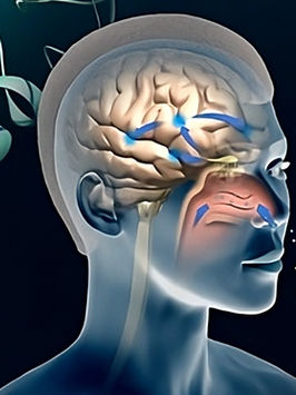 Los Aceites Esenciales y nuestras emociones