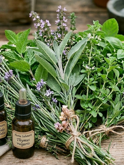Plantas de Aceites esenciales