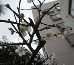 家の花3月 (5)