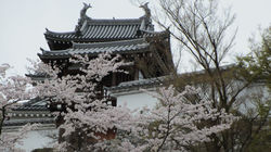 20160405_福知山城(1)