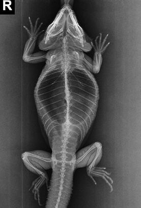 MEVEX_DX_MATI_MEVEX_Reptil_Dorsoventral_