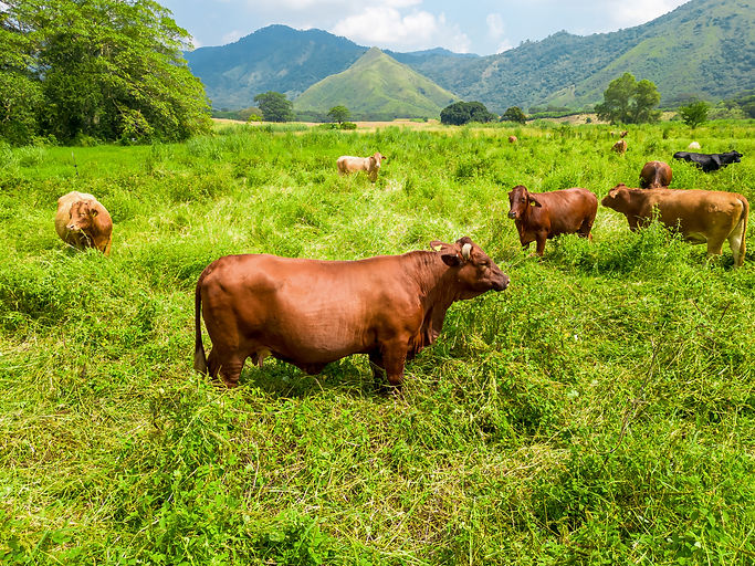 Ganaderia_Chiapas-457.jpg