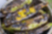 Charred green peppers in a metal bowl, with blackened skin and patches of green and yellow. Close-up shot showing a rustic, grilled appearance.