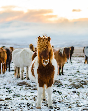 Wild Horses