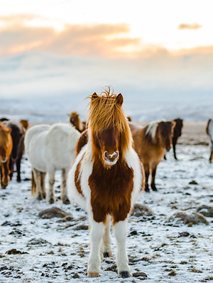 Horses In Snow