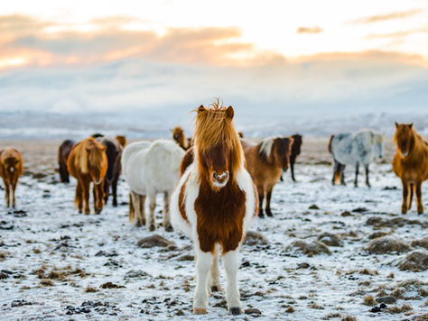 Happy Horse Protection Day! 🐴