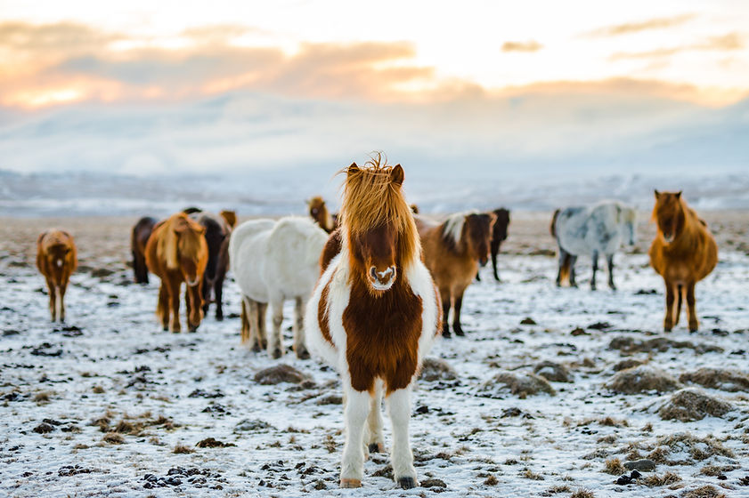 Wild Horses