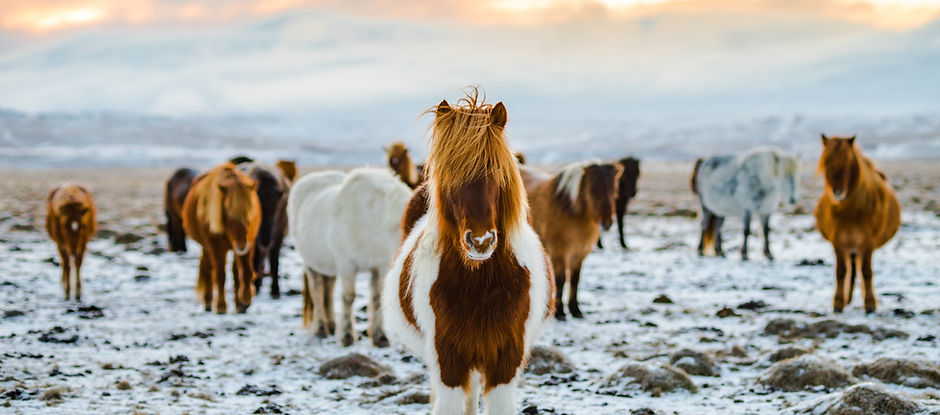 Wild Horses