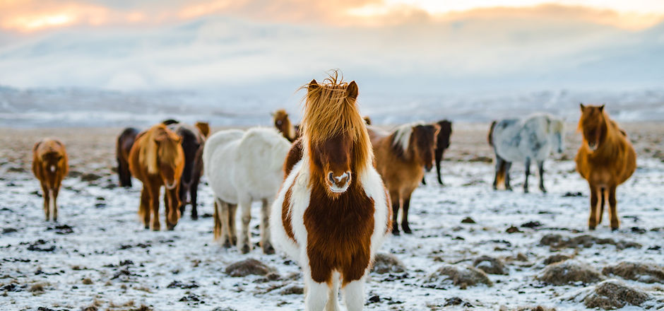 Chevaux sauvages