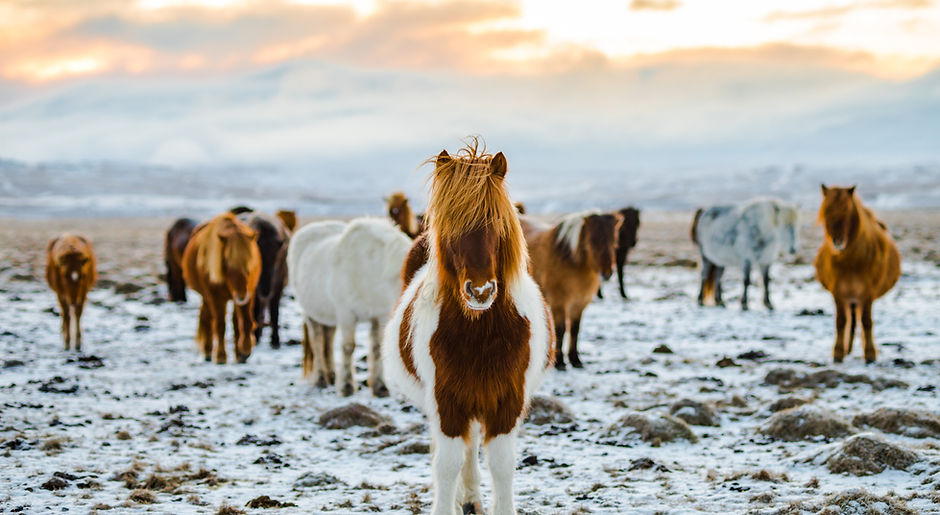 Wild Horses