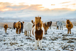 Wild Horses
