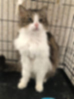 Gracie