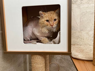 Trauma-Informed Care for Homeless Cats: Healing Begins with Understanding