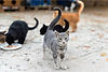 Care-for-Feral-Cats-1.jpg