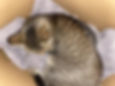 ree
