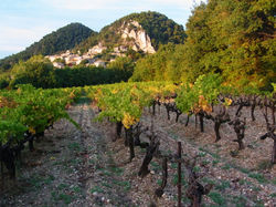 Blick vom Weinberg auf Seguret