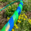 Thumbnail: Green-blue changing hula hoop