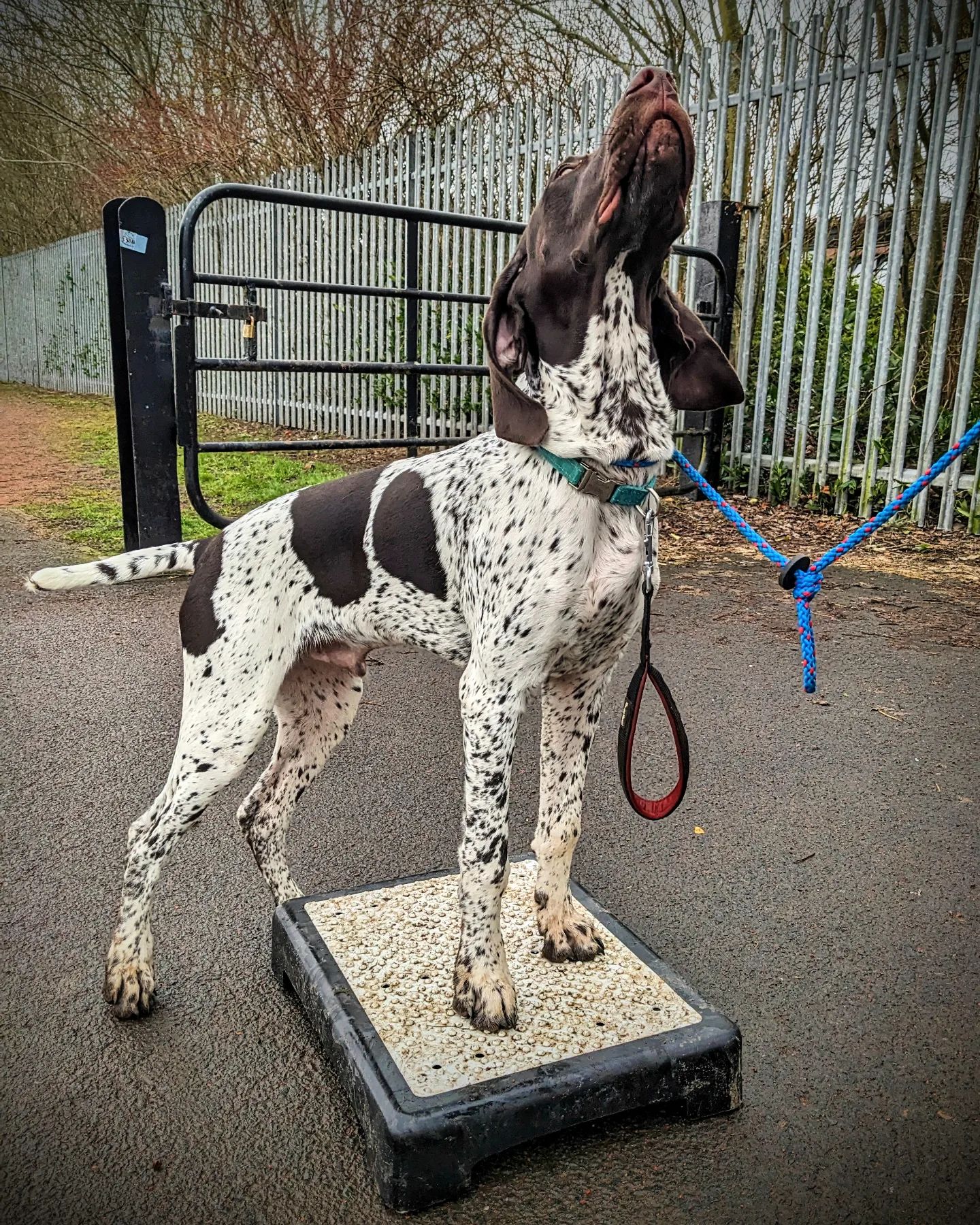 Home PET GUNDOG TRAINING, DOG TRAINER, BEHAVIOUR CONSULTANT. CARLUKE LANARKSHIRE