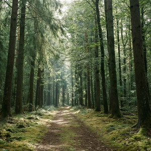Forest Bathing Sanctuaries