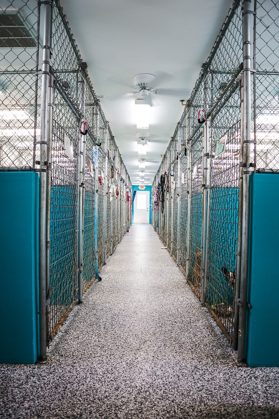 Kozy Kennel