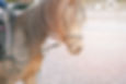 horse-5784195_1280.jpg