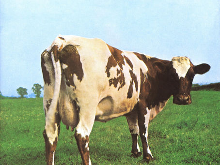 A black and white cow in a field