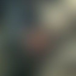 A blurry forest dappled with sunlight