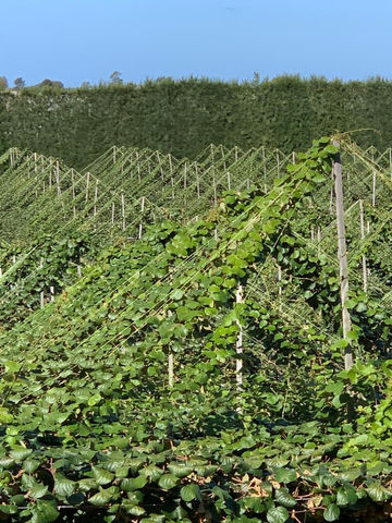 www.newlifehorticulture.co.nz