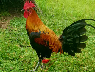 Perubliz is product of hybridization.