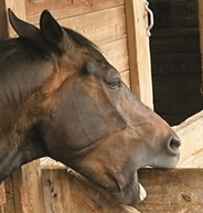 Stress et Hormones cheval