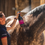 Miniature : Canter Mane & Tail conditioner - Démêlant