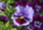 IMG_2325_edited_edited.jpg