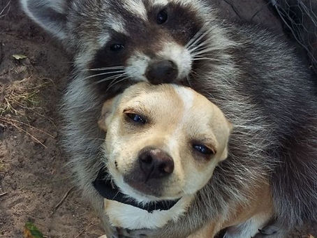 コリント人への第一の手紙14章1節