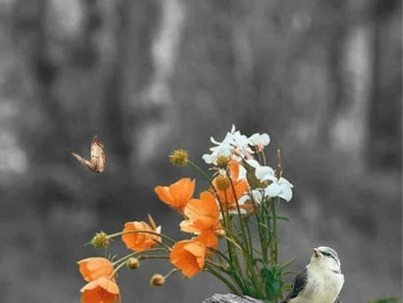 マルコによる福音書12章42-43節