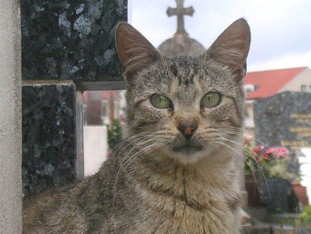 ヨエル書3章10節をいただいて