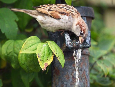 ヨハネによる福音書21章15節
