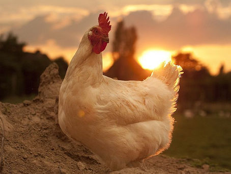 ルカによる福音書22章59-61節