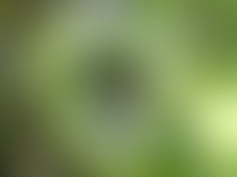 コロサイ人への手紙3章15節