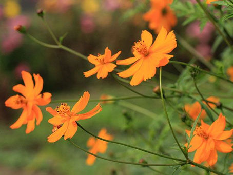 イザヤ書30章19節