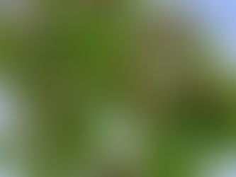 ルカによる福音書17章5-6節