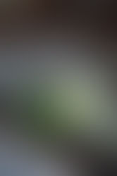 ローマ人への手紙8章15節