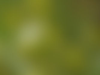 ヨハネによる福音書15章16節