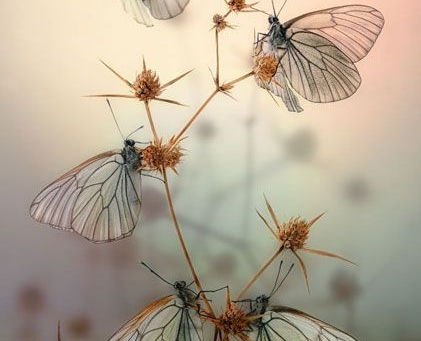 ヨハネの第一の手紙4章16-18節