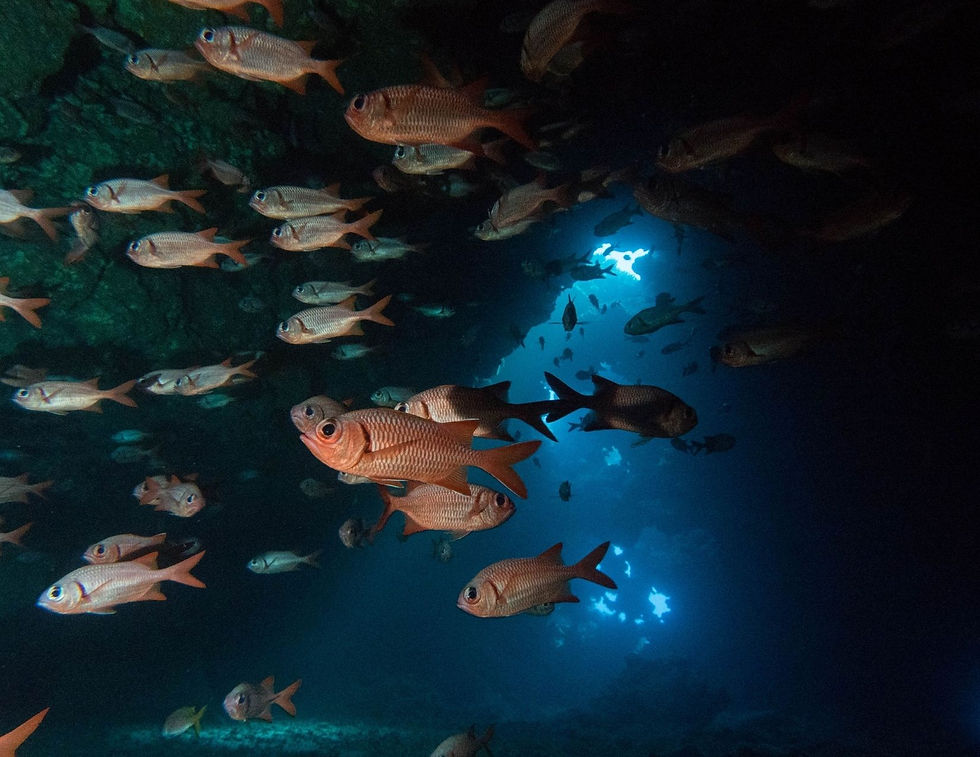A school of pink fish around dark reef underwater.