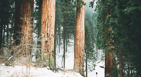 Idyllwild, The Idyllwild Agents, Idyllwild Real Estate Agency, Keller Williams Idyllwild, Idyllwild realtors.