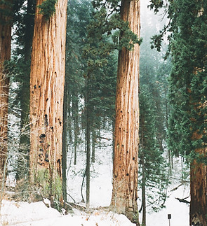 Snowy Redwood Forest